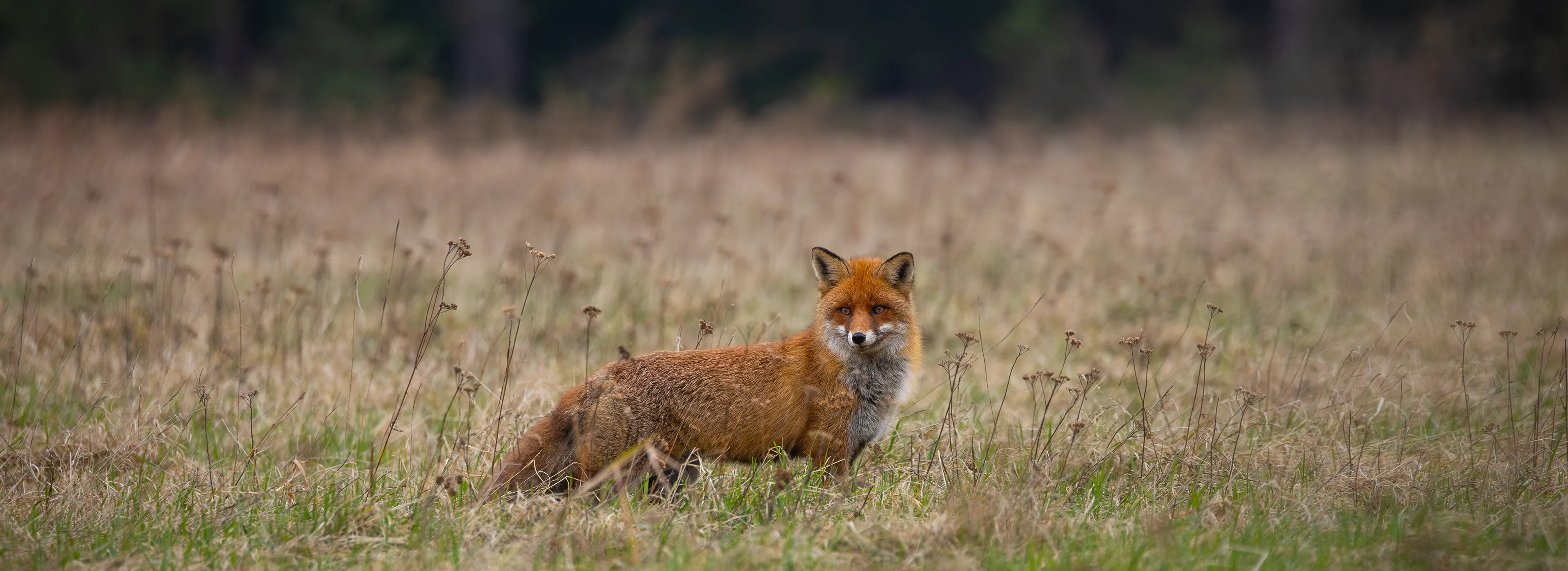 Fuchs