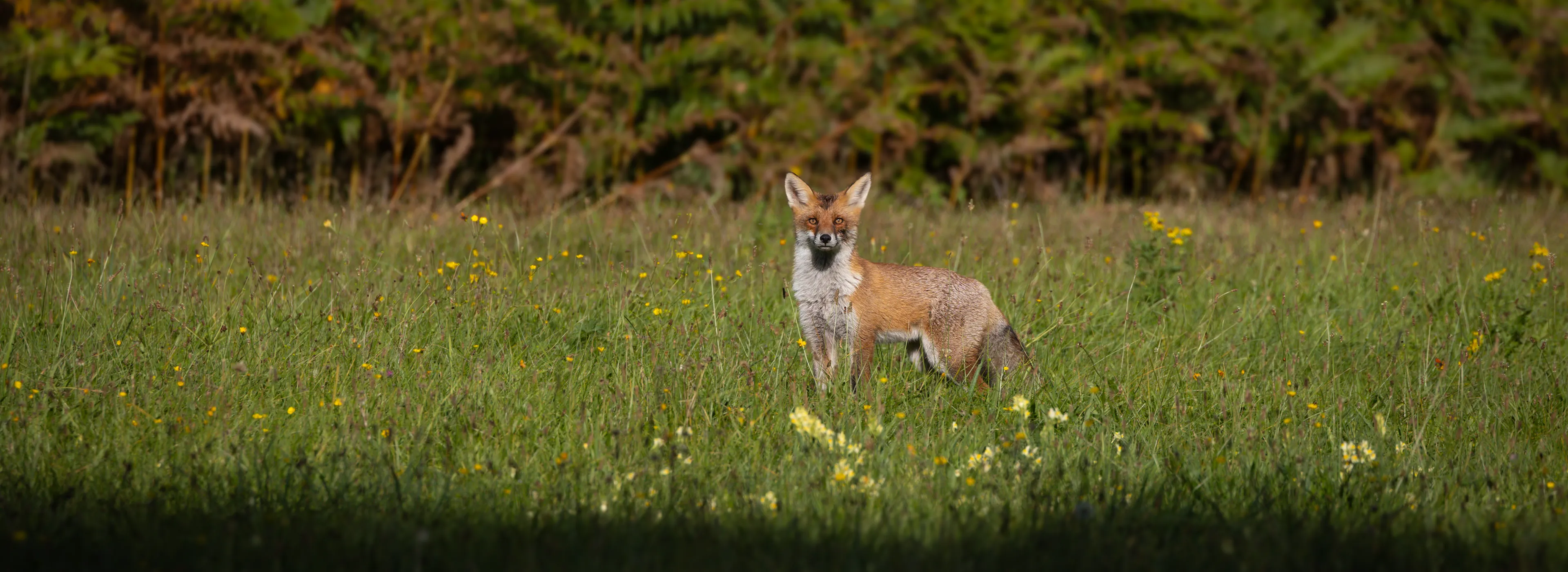 Fuchs2