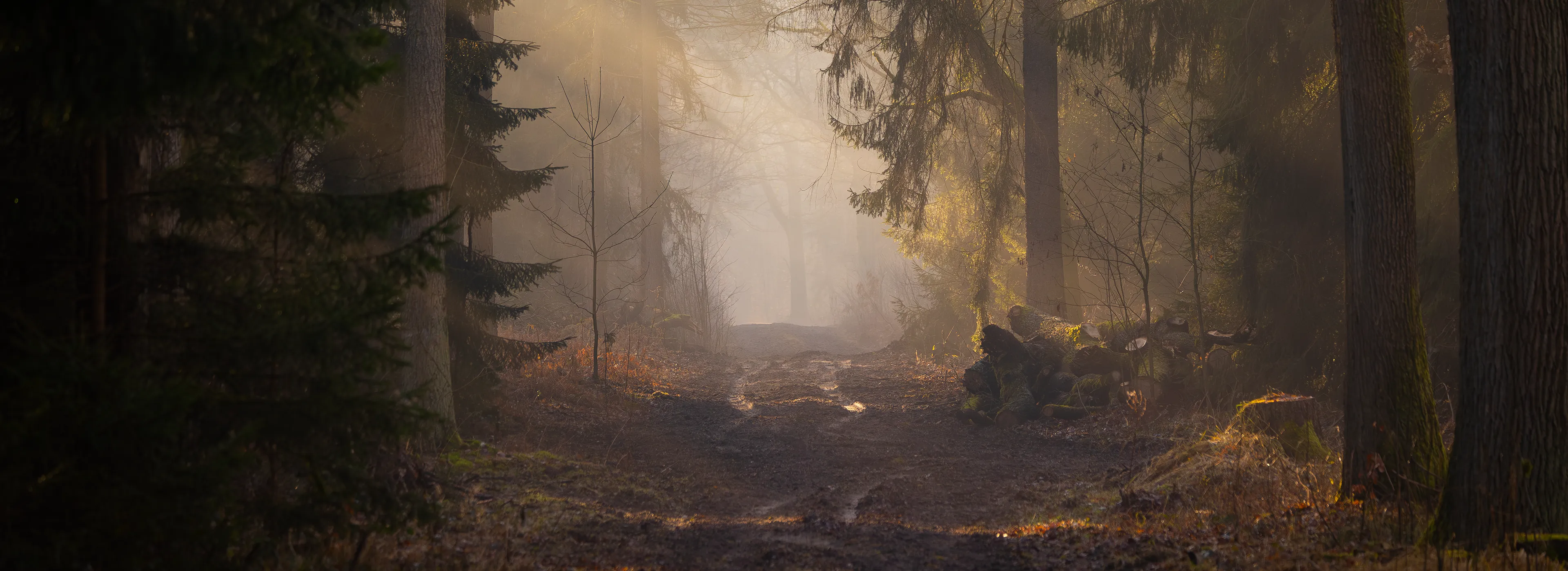 Wald