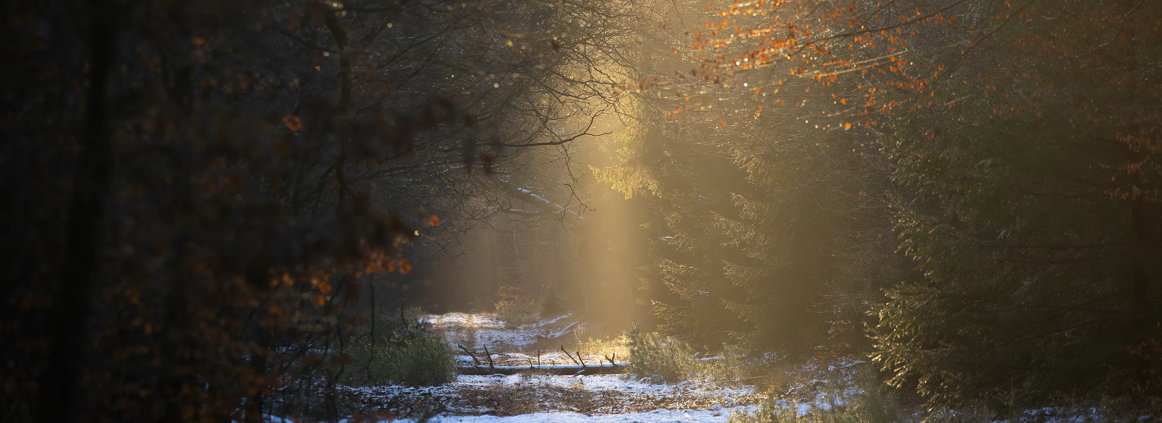Wald2