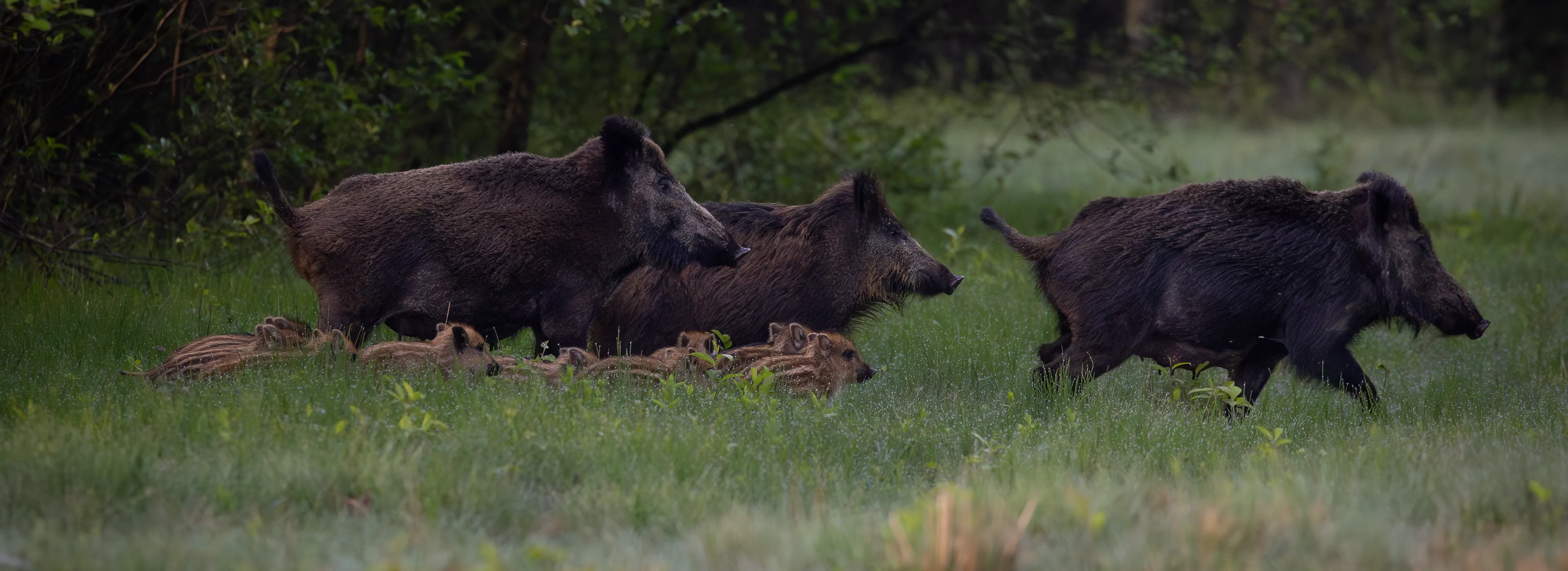 Wildschweine