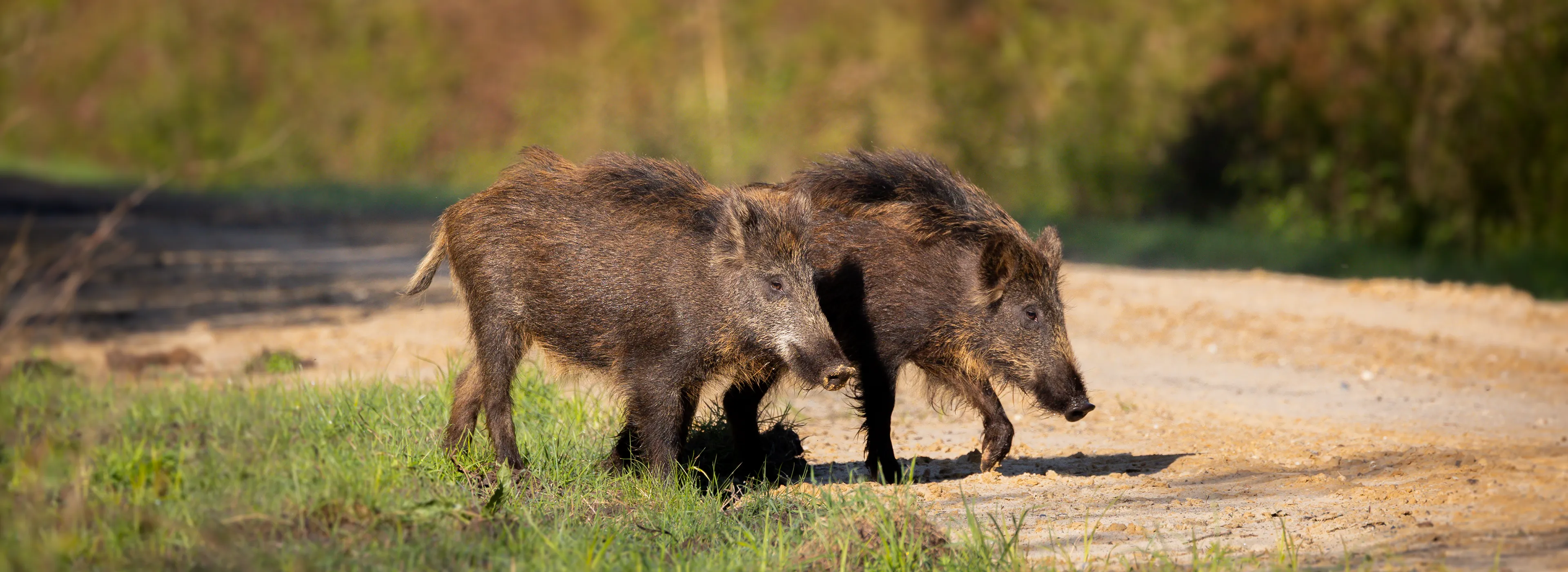 Wildschweine2