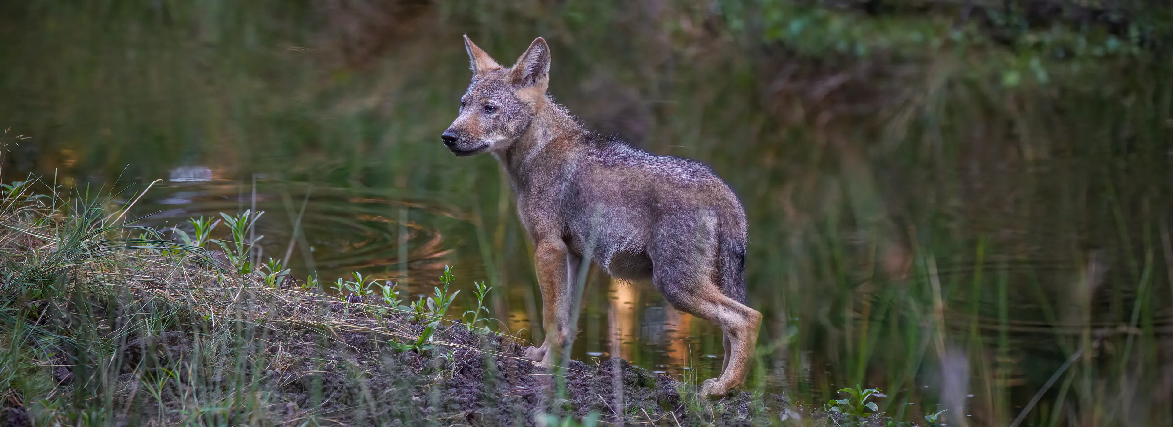 Wolfswelpe